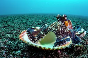 Shell Prints: Coconut octopus (Octopus marginatus) walking along the seabed carrying its shell home