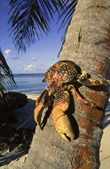 Coconut / Robber crab (Birgus latros) climbing coconut tree, Aldabra Seychelles