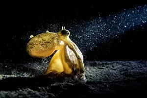 Images Dated 13th March 2016: Coconut / Veined octopus (Amphioctopus marginatus) hunts in the sand at night, while
