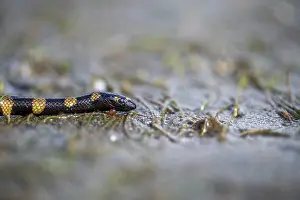 Elapid Prints: Cogger's sea snake (Hydrophis coggeri) resting on the sand at low tide, Suva, Fiji