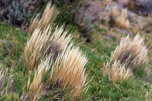 Gramineae Prints: Coiron (Festuca gracillima) in the steppes of Patagonia, Argentina