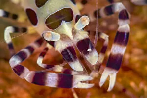 Coleman shrimp (Periclimenes colemani) close up, on a fire urchin (Asthenosoma varium)