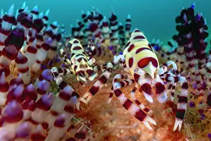 Anilao Prints: Coleman shrimps (Periclimenes colemani) pair