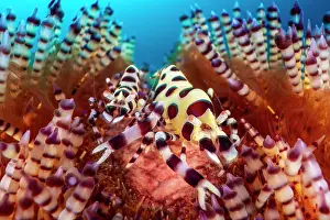Side By Side Prints: Coleman shrimps (Periclimenes colemani) pair