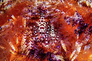 Spotted Prints: Coleman shrimps (Periclimenes colemani) pair