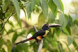 Ramphastidae Prints: Collared aracari (Pteroglossus torquatus) perched on branch