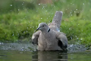 Brasschaat Prints: Collared dove (Streptopelia decaocto) bathing, Brasschaat, Belgium. January
