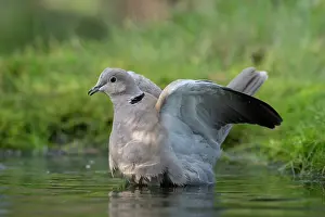 Brasschaat Prints: Collared dove (Streptopelia decaocto) bathing, Brasschaat, Belgium. January