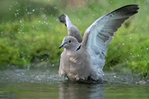 Brasschaat Prints: Collared dove (Streptopelia decaocto) bathing, Brasschaat, Belgium. January