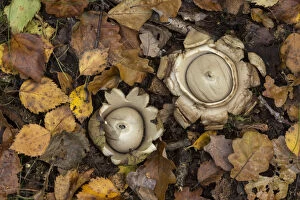 Agaricomycetes Gallery: Collared earth star (Geastrum triplex), two on woodland floor. South Yorkshire, England, UK
