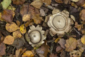 Agaricomycetes Gallery: Collared earth star (Geastrum triplex), two on woodland floor. South Yorkshire, England, UK