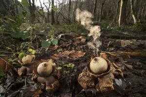 Collared earthstar (Geastrum triplex) fungus growing on forest floor