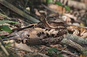 Images Dated 16th October 2014: Collared nightjar (Caprimulgus enarratus ) resting on the ground, Andasibe-Mantadia National Park