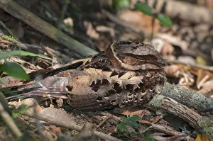 Collared nightjar (Caprimulgus enarratus ) resting on the ground, Andasibe-Mantadia National Park