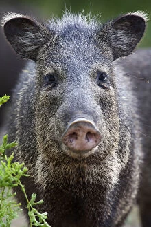 Pigs Gallery: Collared peccary (Pecari tajacu) Laredo Borderlands, Texas, USA. April