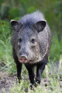 Collared peccary (Pecari tajacu) Laredo Borderlands, Texas, USA. April