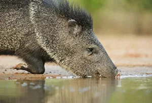 Images Dated 10th May 2014: Collared peccary (Tayassu tajacu), adult drinking, South Texas, USA. May