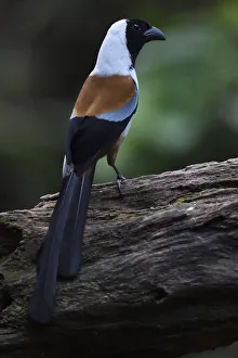 Yunnan Province Prints: Collared treepie (Dendrositta frontalis) bird perched on a tree Tongbiguan Nature Reserve