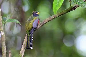 Trogoniformes Prints: Collared trogon (Trogon collaris) male