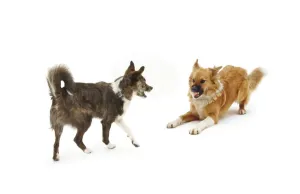 Dominant Prints: Collie cross dogs Brec and Bliss, exchanging angry snarls. Brec with hackles raised