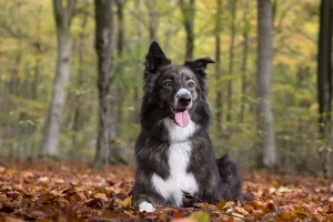 Collie crossbreed rescue dog in beech woodland. Micheldever Woods, Hampshire, UK Collie crossbreed rescue dog in beech woodland. Micheldever Woods, Hampshire, UK