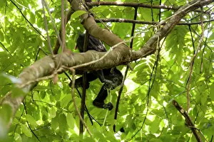 Alismatales Prints: Colombian black spider monkey (Ateles fusciceps rufiventris) female