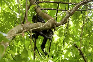Alismatales Prints: Colombian black spider monkey (Ateles fusciceps rufiventris) female