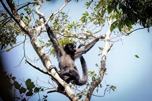 Spider Monkeys Prints: Colombian black spider monkey (Ateles fusciceps rufiventris) female