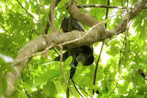 Alismatales Prints: Colombian black spider monkey (Ateles fusciceps rufiventris) female