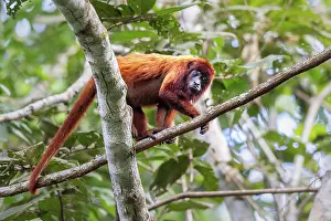 Colombia Prints: Colombian red howler (Alouatta seniculus) walking along branch in rainforest