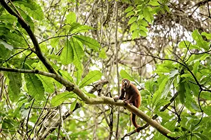 Colombia Prints: Colombian red-howler monkey (Alouatta seniculus) sitting on branch