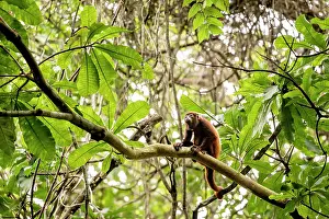 Colombia Prints: Colombian red-howler monkey (Alouatta seniculus) sitting on branch