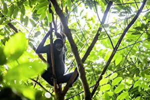 Spider Monkeys Prints: Colombian spider monkey (Ateles fusciceps rufiventris) female