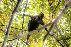 Spider Monkeys Prints: Colombian spider monkey (Ateles fusciceps rufiventris) female