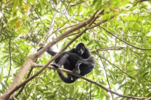 Spider Monkeys Prints: Colombian spider monkey (Ateles fusciceps rufiventris) female