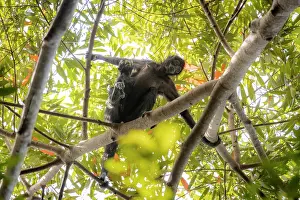 Spider Monkeys Prints: Colombian spider monkey (Ateles fusciceps rufiventris) female
