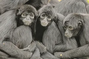 Spider Monkeys Prints: Colombian spider monkey (Ateles fusciceps rufiventris) group