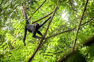 Spider Monkeys Prints: Colombian spider monkey (Ateles fusciceps rufiventris) hanging between branches in forest