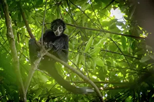 Spider Monkeys Prints: Colombian spider monkey (Ateles fusciceps rufiventris) juvenile male