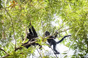 Spider Monkeys Prints: Two Colombian spider monkeys (Ateles fusciceps rufiventris) climbing in tree top