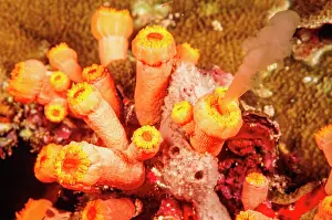 Hawaii Islands Prints: Colonial cup coral (Tubastraea coccinea) spawning