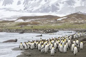 Colonies of King penguins 1+Aptenodytes patagonicus+1 and Southern Elephant Seals