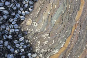 Littoral Prints: Colony of Common Mussels (Mytilus edulis) growing on striated rock formation exposed at low tide