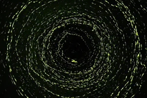 Shape Prints: Colony of Fireflies gathered on mangroves, Kinabatangan River, Sabah, Borneo
