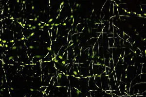 Rhinotia Prints: Colony of Fireflies gathered on mangroves, Kinabatangan River, Sabah, Borneo