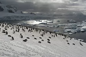 Antarctic Peninsula Gallery: Colony of Gentoo penguins (Pygoscelis papua) on a snow hill with sea in the background