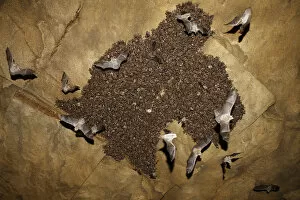 Colony of Lesser mouse eared bats (Myotis blythii) roosting in cave, some in flight