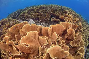 Fiji Prints: Colony of Lettuce coral (Turbinaria sp)