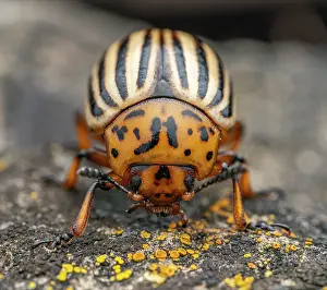 Invasive Prints: Colorado potato beetle (Leptinotarsa decemlineata) portrait