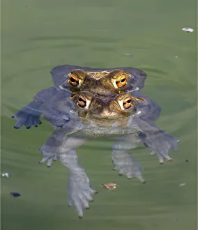Colorado river toad (Incilius alvarius) pair mating. Sonoran desert, Arizona, USA